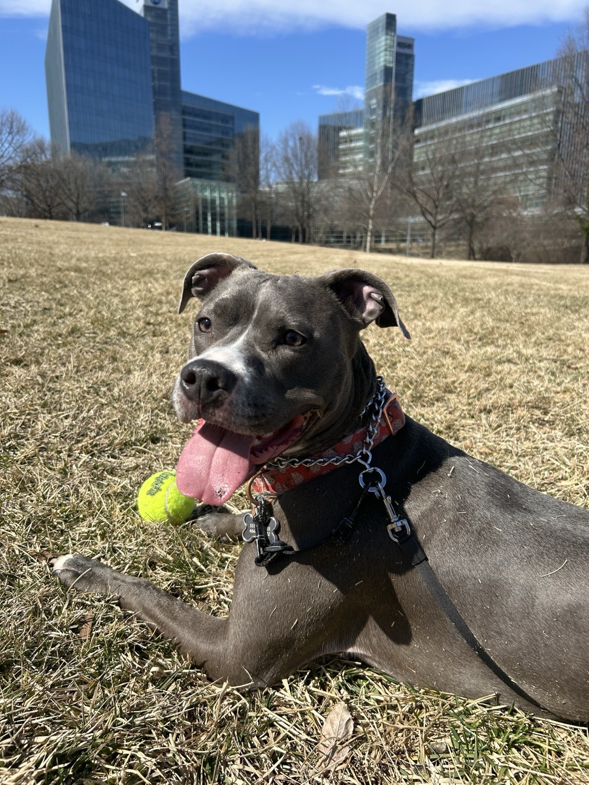 Nova, a blue-grey pit bull, lying in the grass with a tennis ball